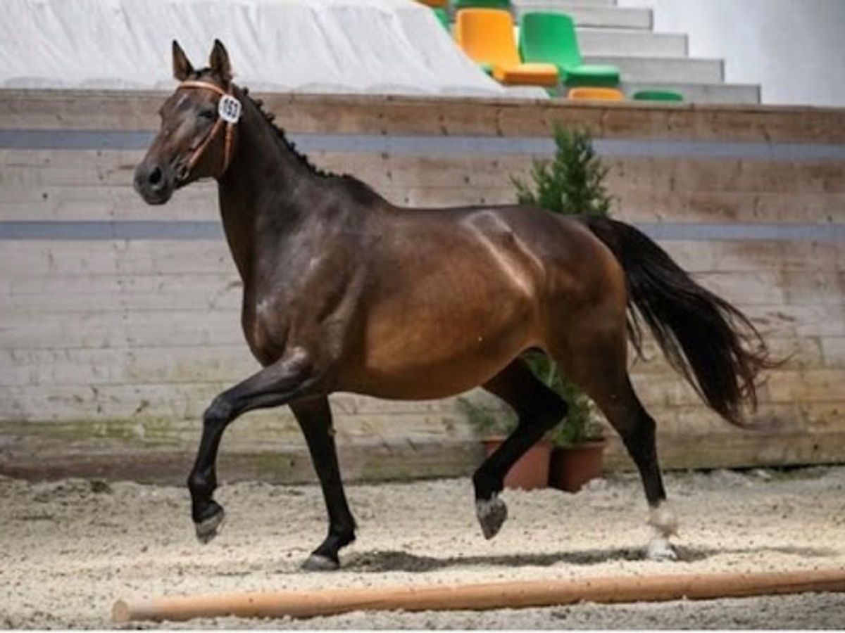 Cheval issu de l'élevage des Ecuries de Bonmont, présenté en finale