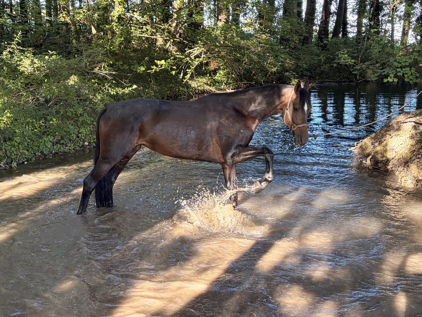 Giulia de Bonmont CH s'amusant dans l'eau
