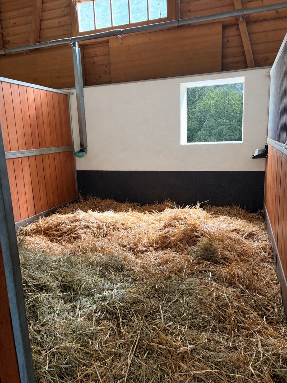 Box spacieux et lumineux, généreusement paillé