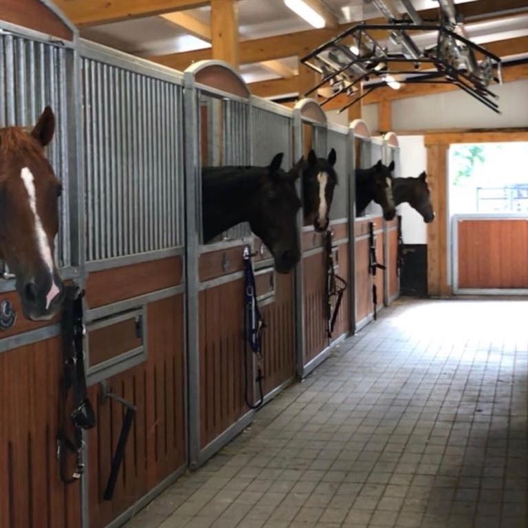 Chevaux aux boxes, fenêtre donnant sur le couloir de l'écurie