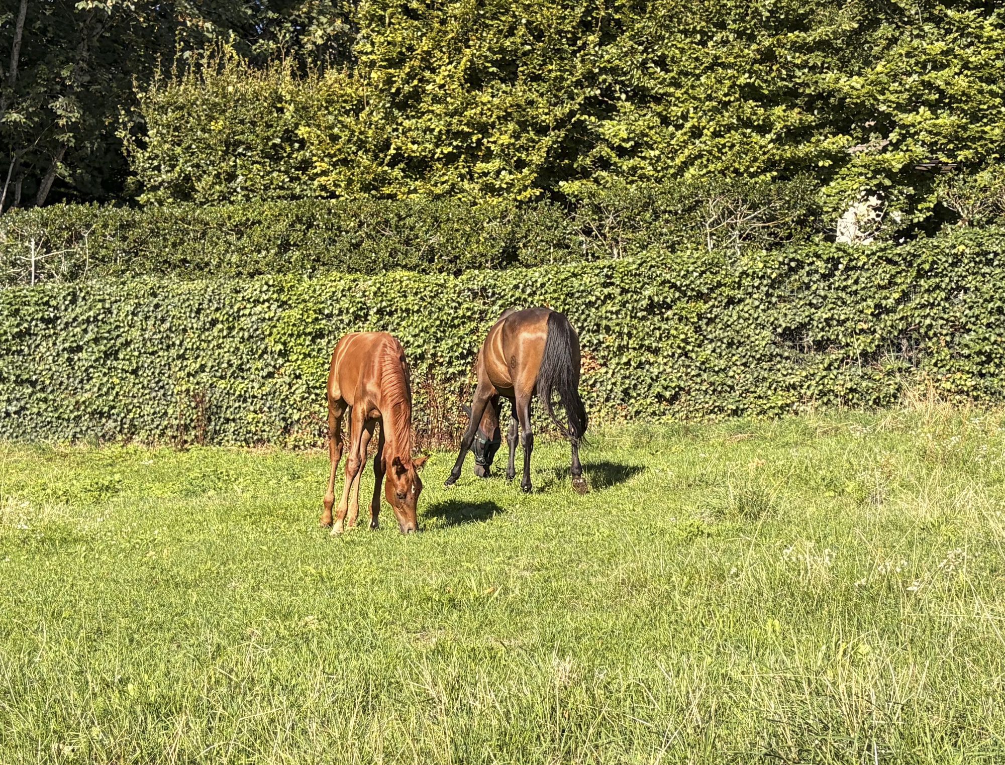 Poulain et jument au parc