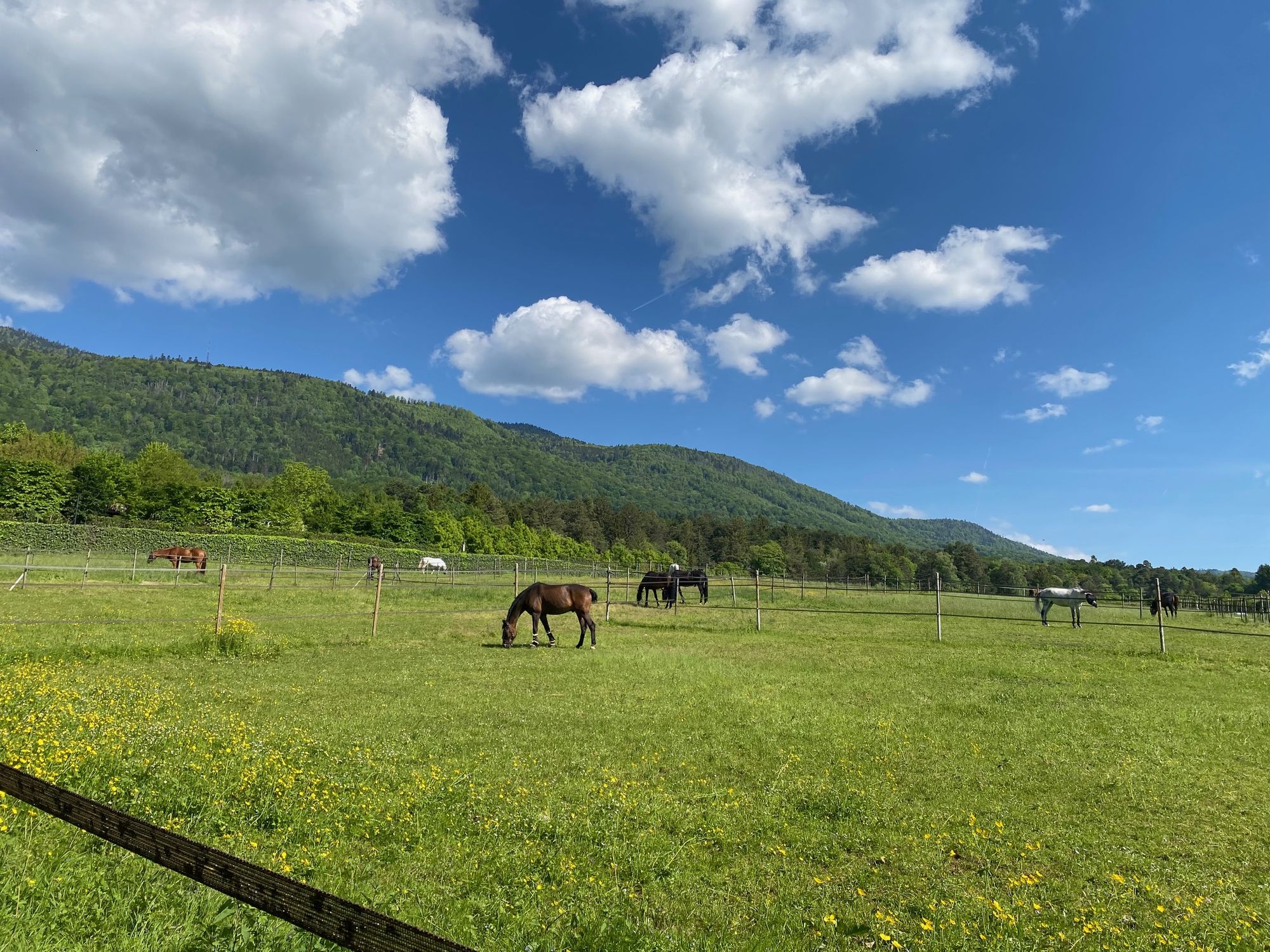 Chevaux aux parcs, vue sur le Jura et le lac Léman